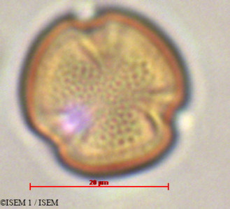 ISEM 1/Eschweilera_rimbachii_29339/Eschweilera_rimbachii_29339_0001(copy)_thumb.jpg